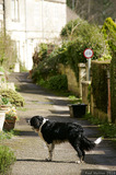  A8V9113 Houses along path to St Mary Tory